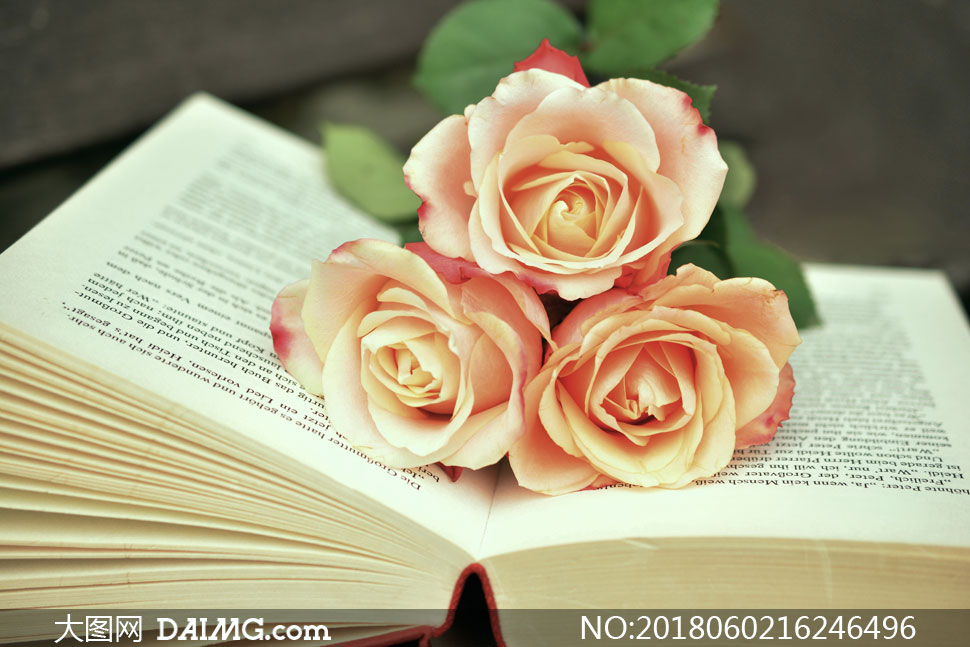 放在书上的玫瑰花特写摄影高清图片