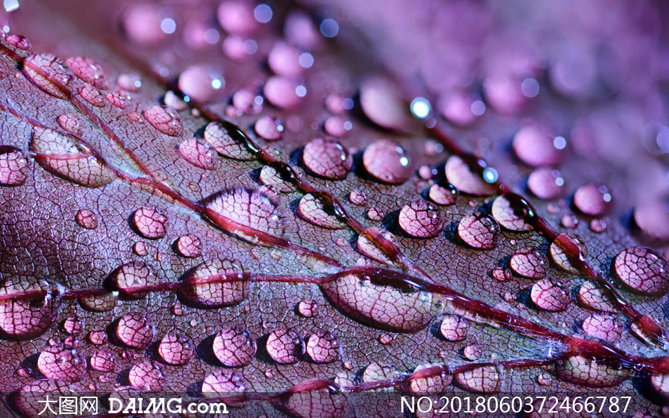 紫色树叶上的水珠特写摄影高清图片