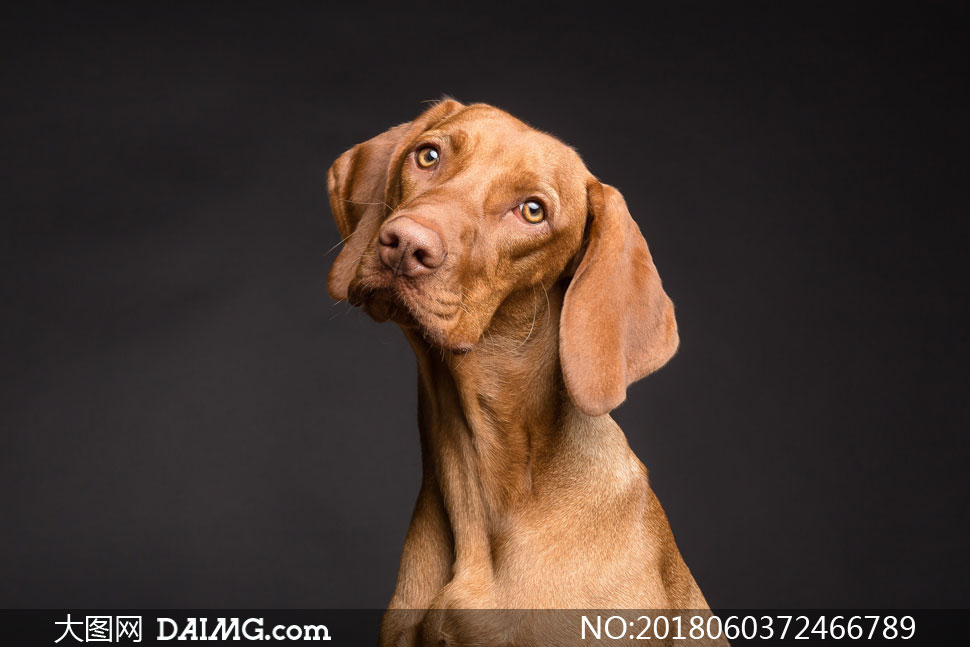耷拉着耳朵的维兹拉犬摄影高清图片