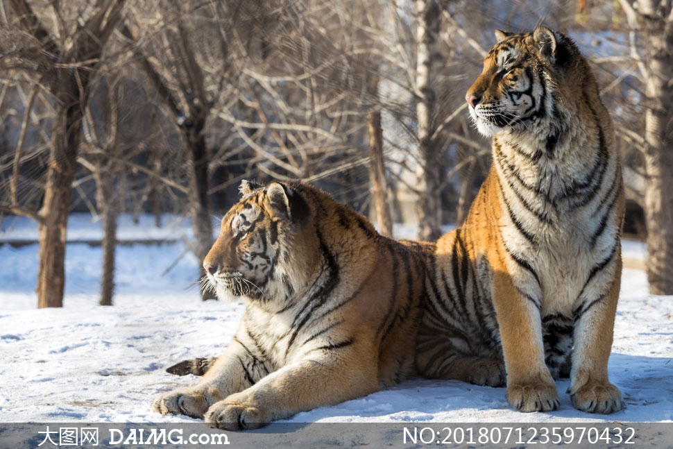 雪地上的两只老虎特写摄影高清图片
