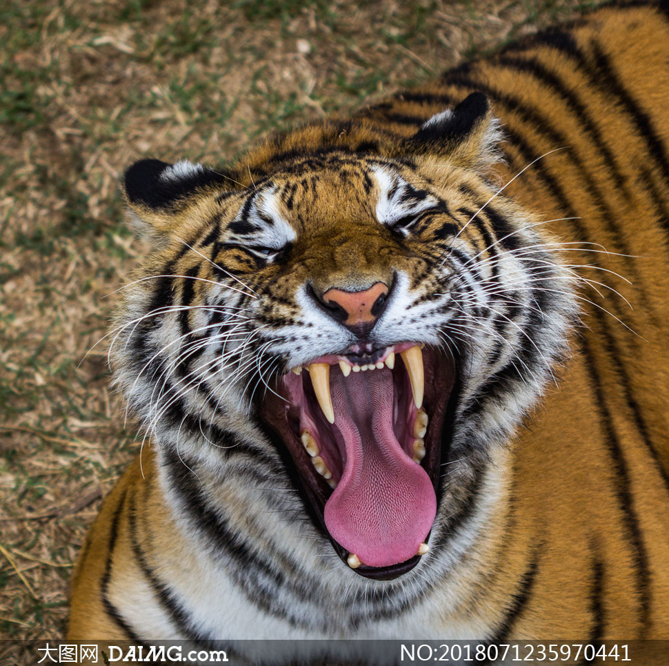 张着血盆大口的大老虎摄影高清图片