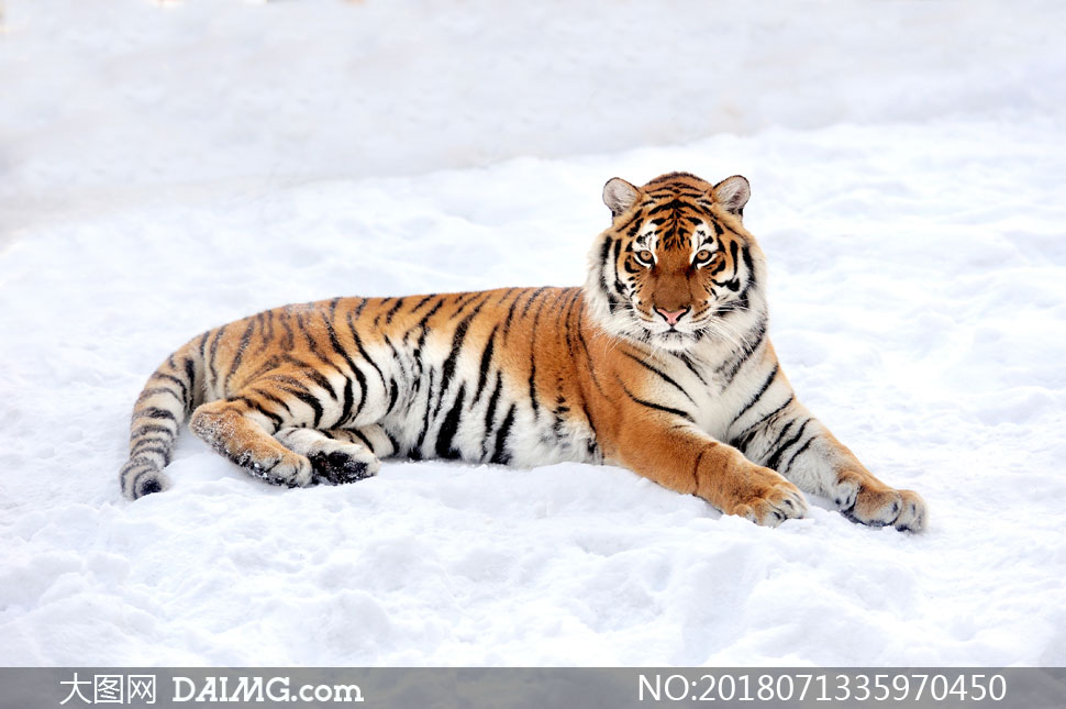 雪地上摆好姿势拍照的老虎高清图片