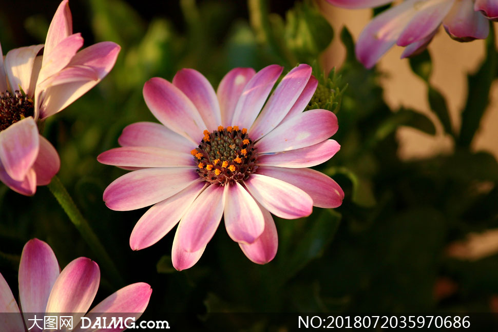 大图首页 高清图片 花卉植物 > 素材信息          生长的白色小菊花