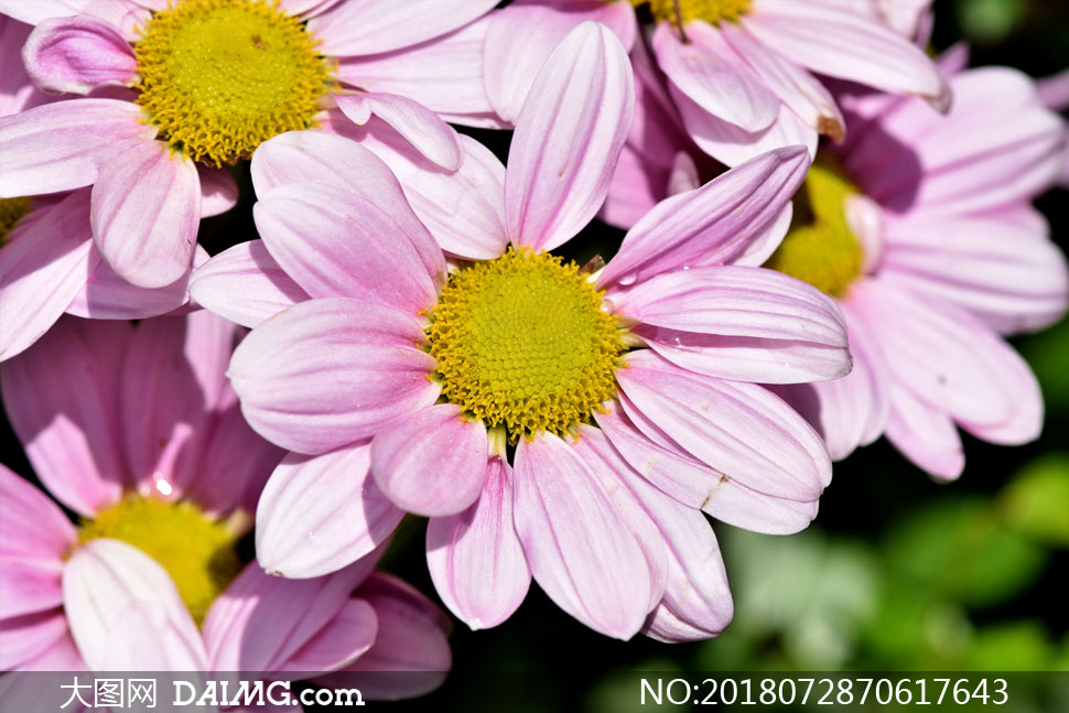 盛开的粉菊花近景特写摄影高清图片