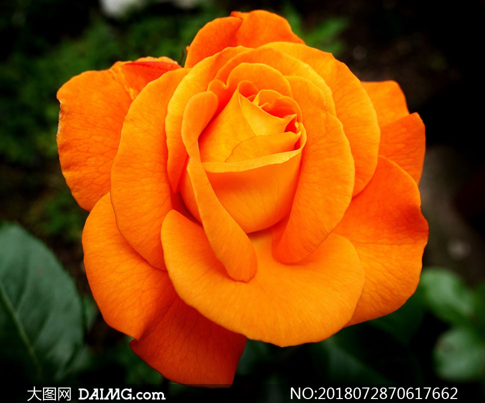 在盛开的橙色花朵特写摄影高清图片