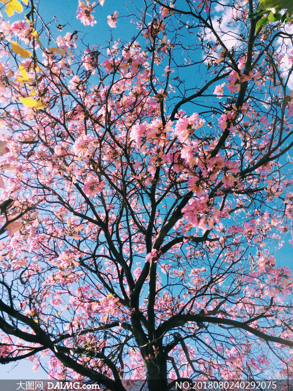 枝头开满了鲜花的树木摄影高清图片