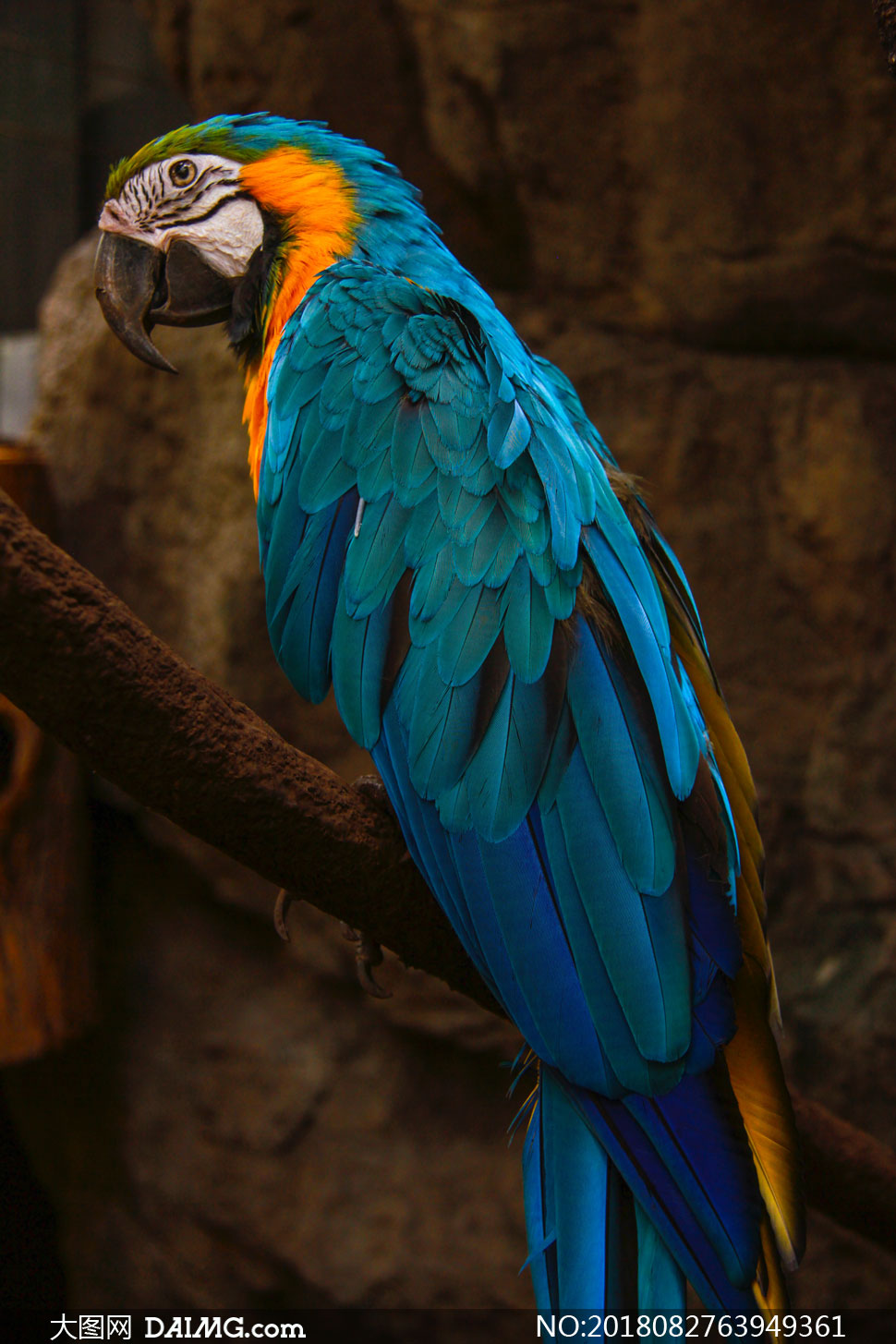 树枝上的蓝羽鹦鹉特写摄影高清图片_大图网图片素材
