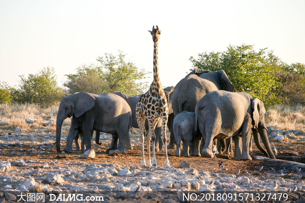 长颈鹿与聚集在一起的大象高清图片