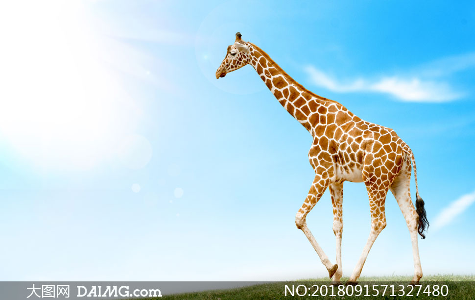 蓝天白云与长颈鹿动物摄影高清图片