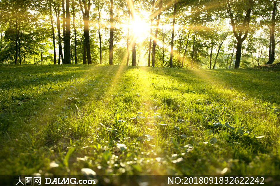 耀眼阳光下的树木草地摄影高清图片 - 大图网设计素材
