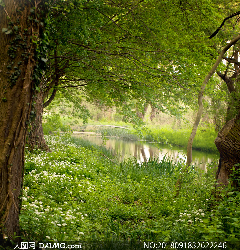 河边的大树与花草植物摄影高清图片