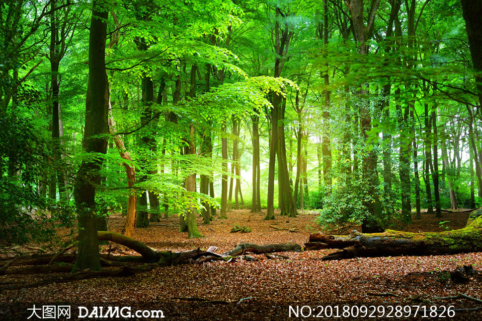 茂密葱绿色的树林风光摄影高清图片