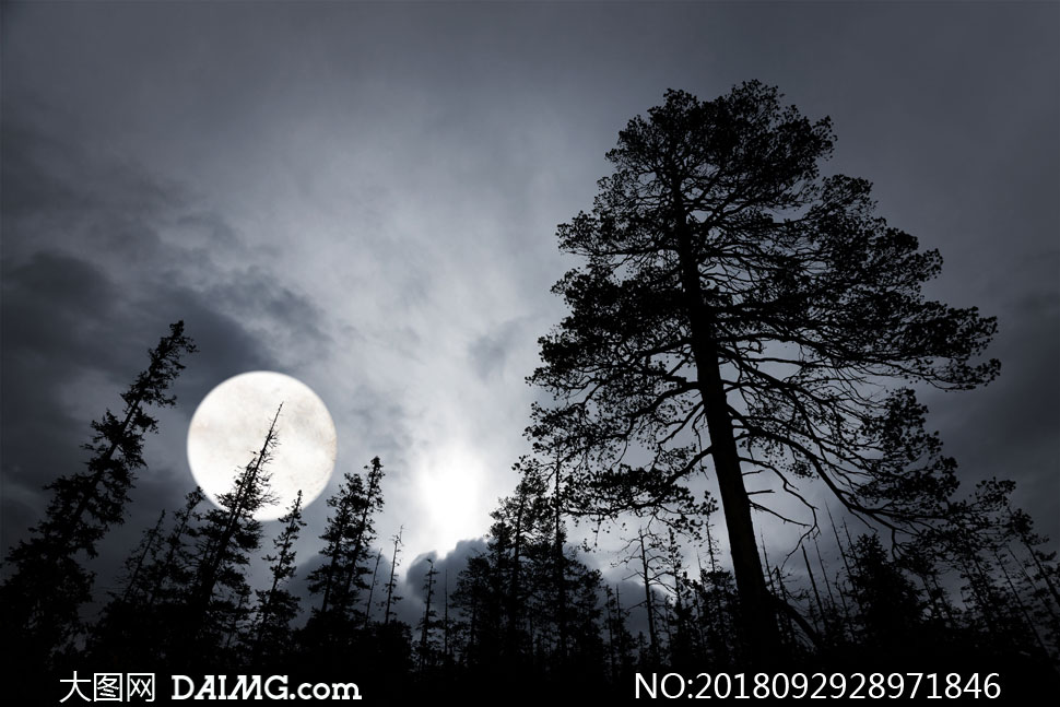 夜晚圆月树木剪影风光摄影高清图片