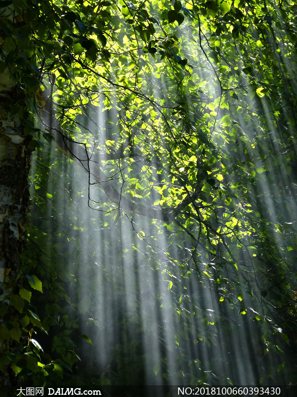 有阳光照射进来的树林摄影高清图片