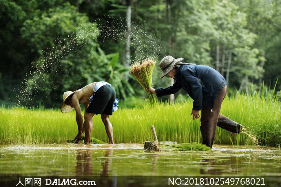 在田里辛勤劳作的农民摄影高清图片