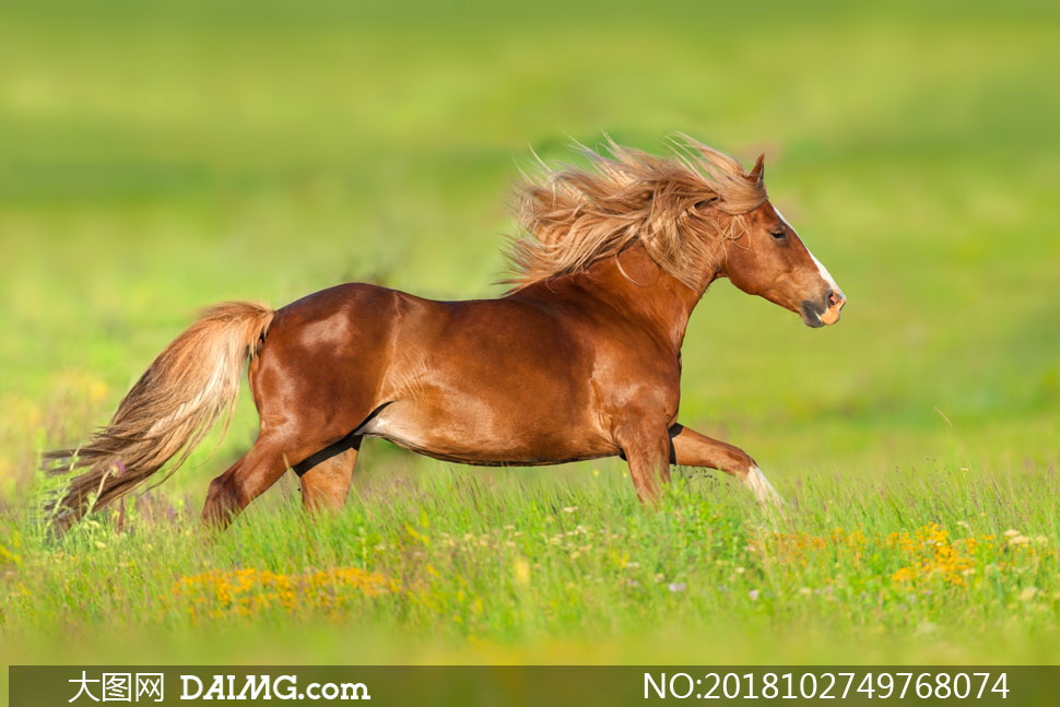 奔跑在花草丛中的马匹摄影高清图片