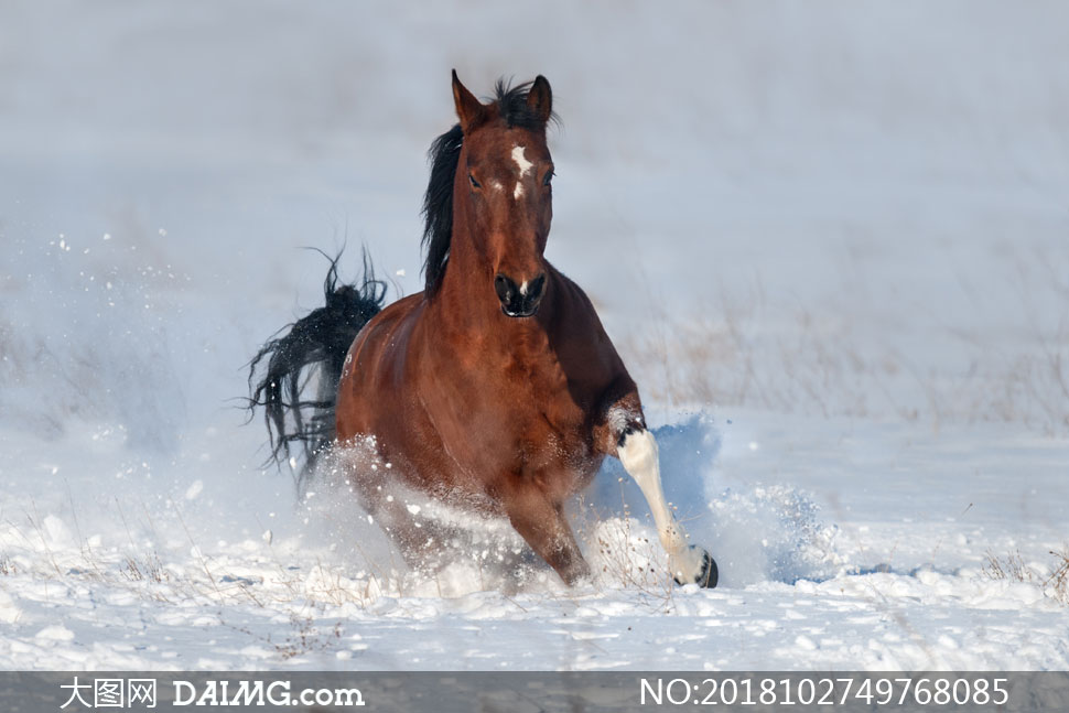 在冰雪地上奔跑的骏马摄影高清图片