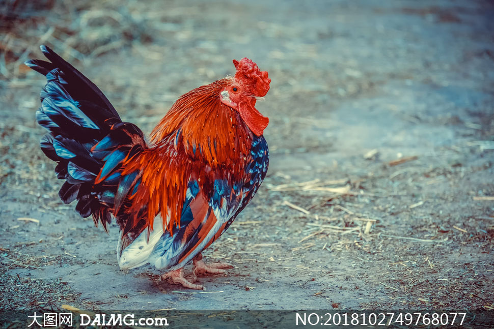 有着鲜艳羽毛的大公鸡摄影高清图片