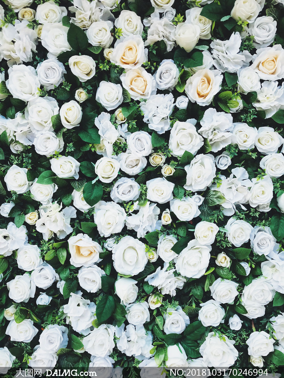 绿色白色玫瑰花朵背景摄影高清图片