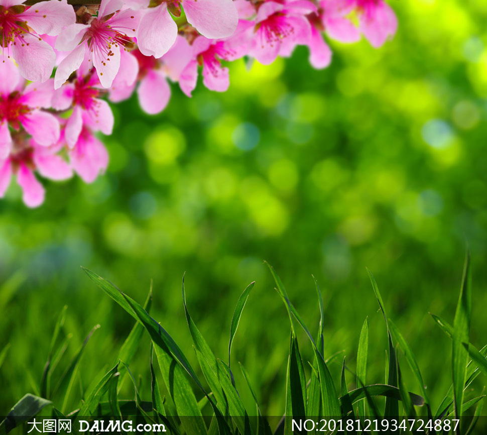 青青草丛与粉色的花朵摄影高清图片