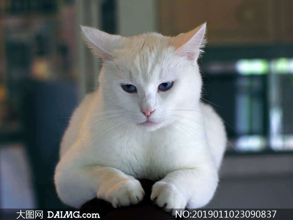 蓝眼睛的白猫动物特写摄影高清图片 大图网图片素材