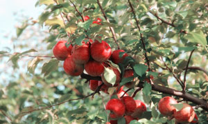 树枝上的大红苹果特写摄影高清图片