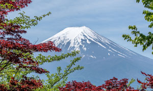 在樹枝映襯中的富士山攝影高清圖片