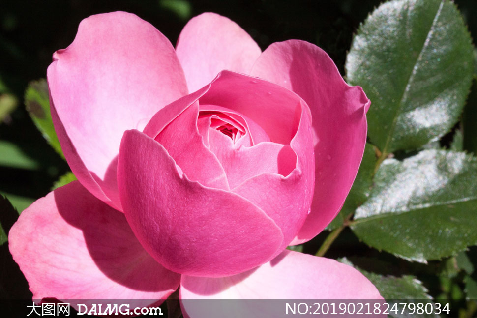 绿叶粉红色玫瑰花特写摄影高清图片_大图网图片素材