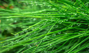 在蔥綠色草叢上的水珠攝影高清圖片