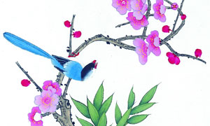 鮮艷花枝上的長尾巴鳥繪畫高清圖片