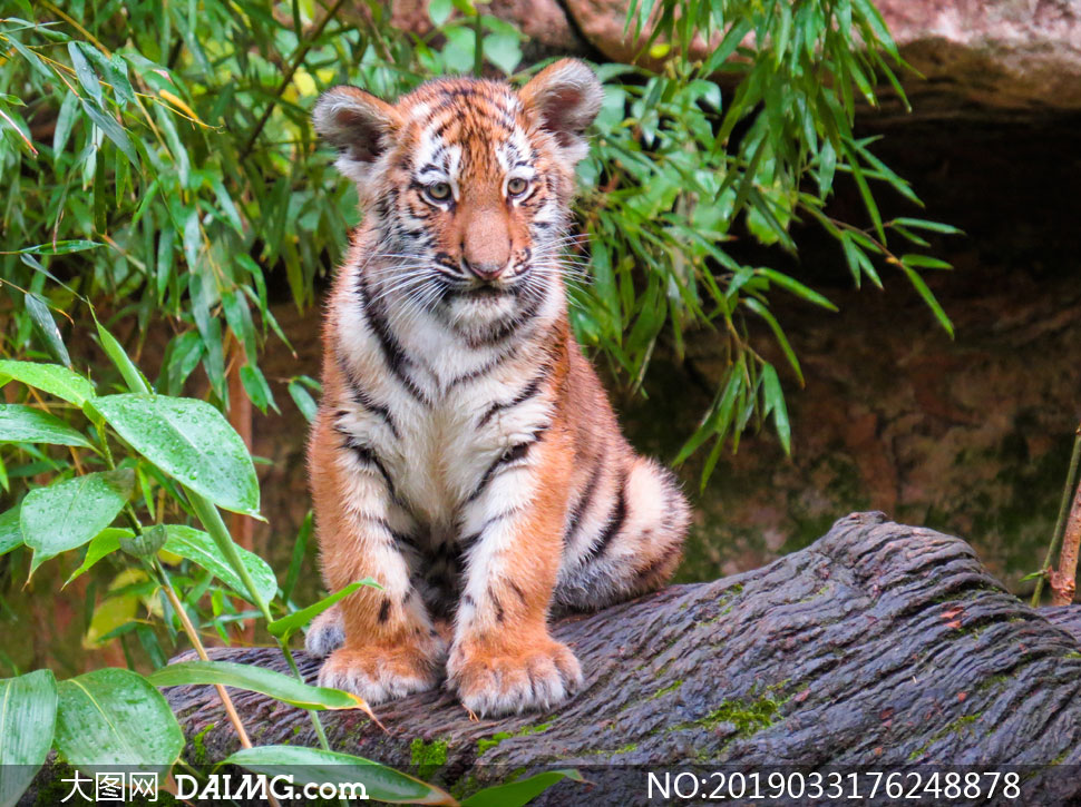 坐在石头上的一只老虎摄影高清图片