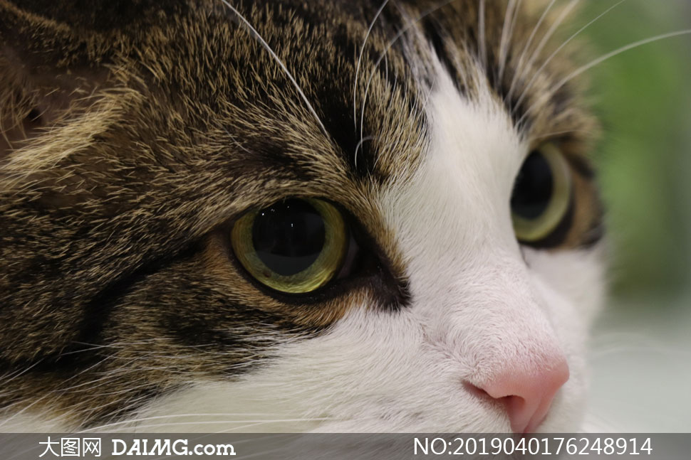 一只大眼睛的猫咪特写摄影高清图片