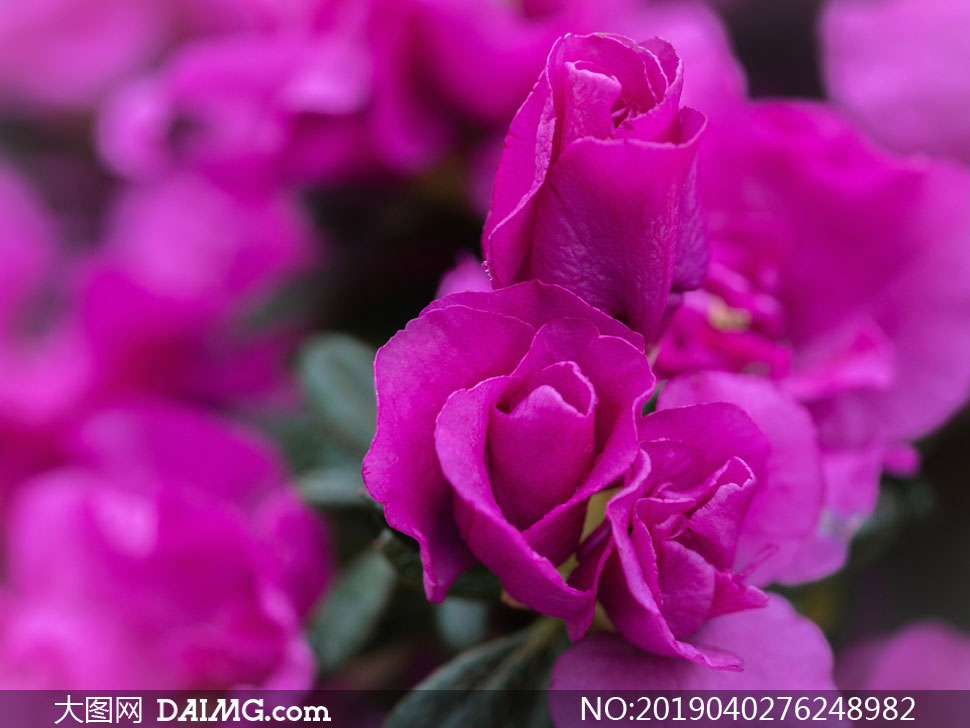 分外惹人眼的紫色鲜花摄影高清图片