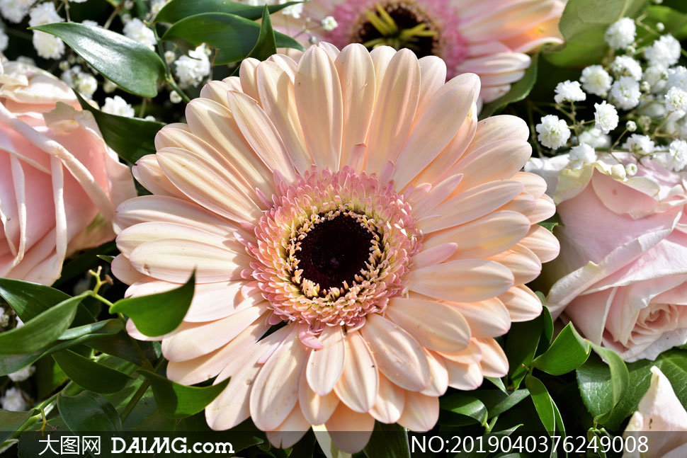 一堆鲜花中的菊花特写摄影高清图片