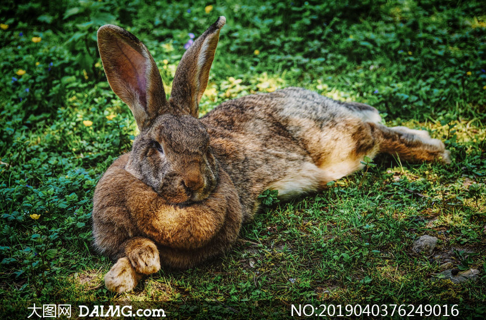 兔子最放松的姿势图片