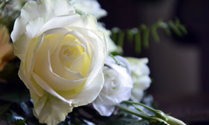 白潤如雪的玫瑰花特寫攝影高清圖片