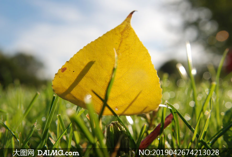 上的枯叶摄影高清图片 水面上的一枚树叶特写摄影高清图片