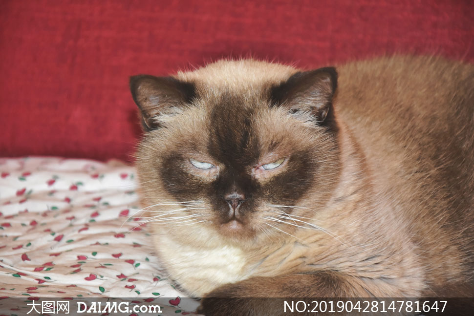 眼神逆天的一只猫特写摄影高清图片