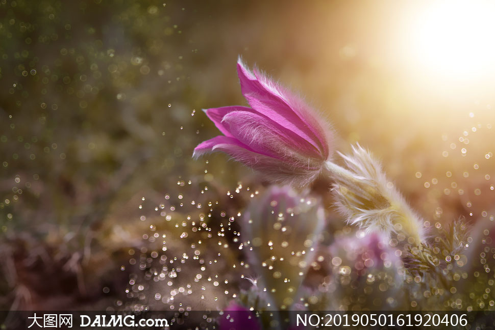 高清图片 花卉植物 > 素材信息          梦幻光斑下的鲜花特写摄影