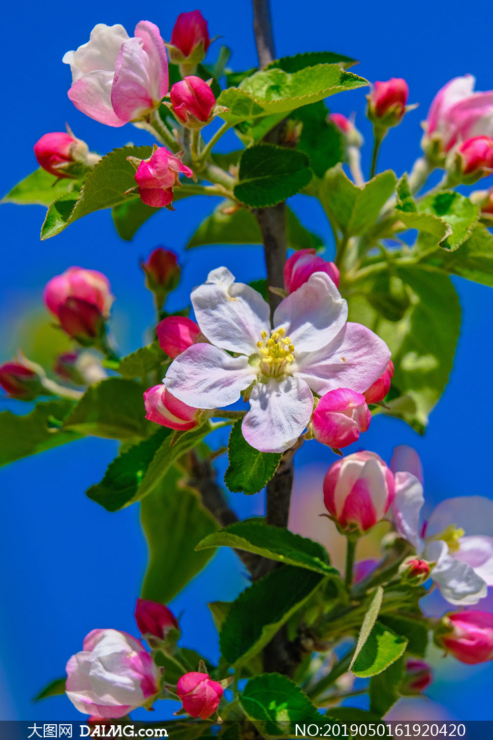 苹果树的花长啥样图片