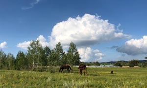 藍天白云下的養(yǎng)馬場高清攝影圖片