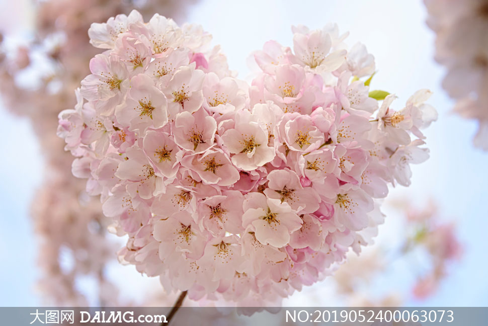 心形的樱花盛开美景摄影图片