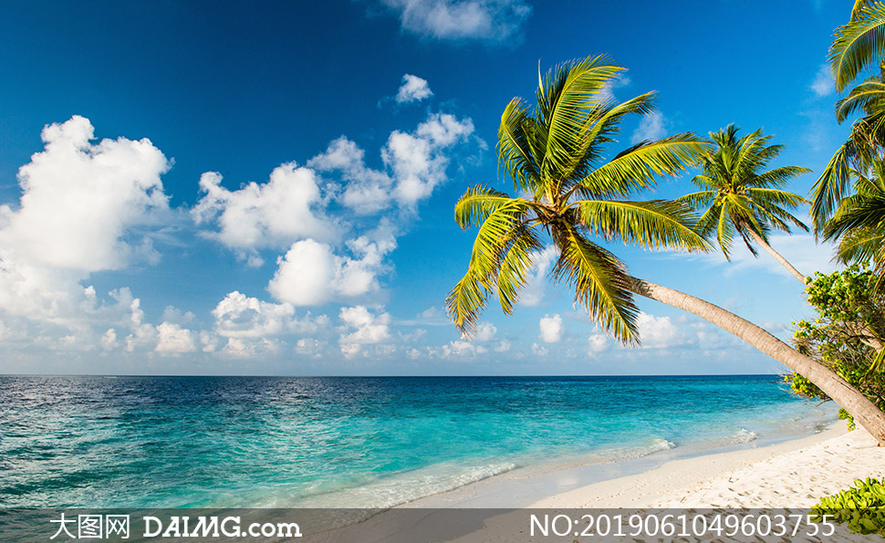 沙滩椰树与海天一色的风景高清图片_大图网图片素材