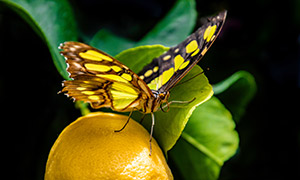 橘子上的蝴蝶近景特写摄影高清图片