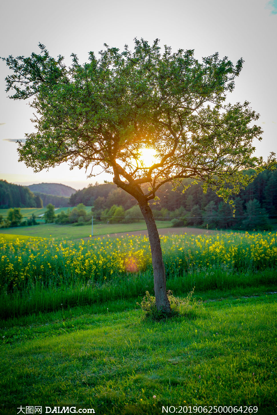 清晨阳光透过大树摄影图片