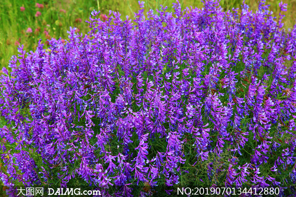 开出紫色花的花草植物摄影高清图片 大图网图片素材