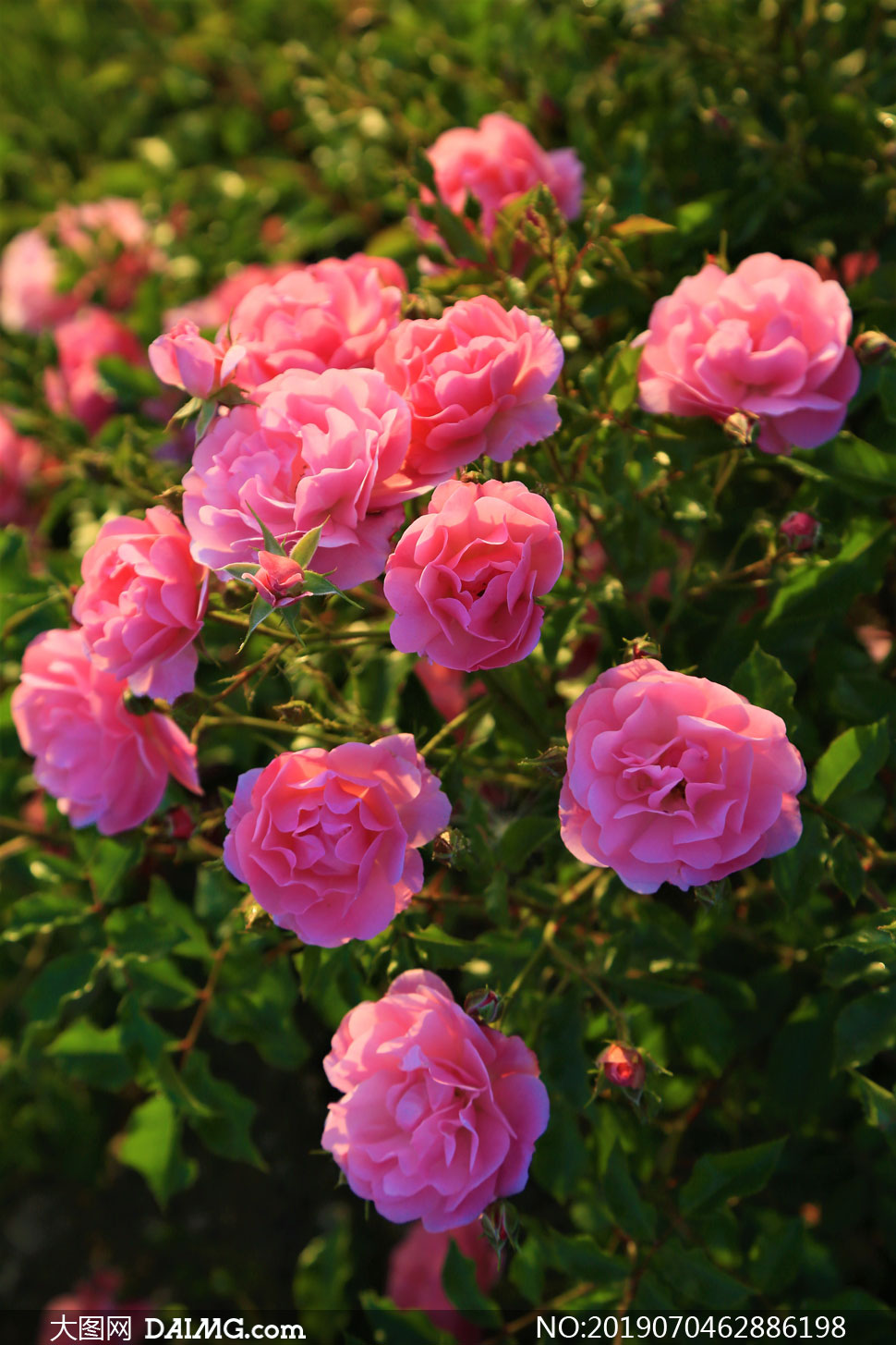 开出朵朵鲜花的玫瑰花摄影高清图片