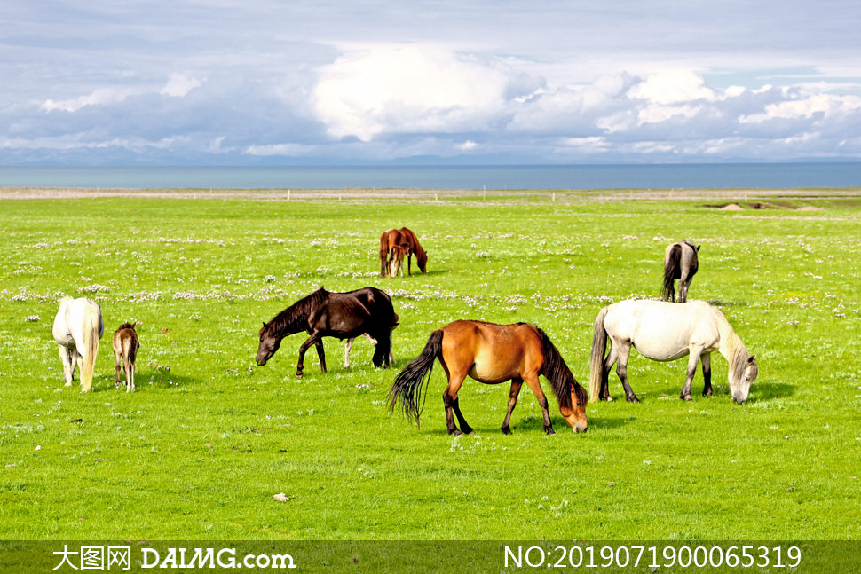 青海湖草原牧马高清摄影图片