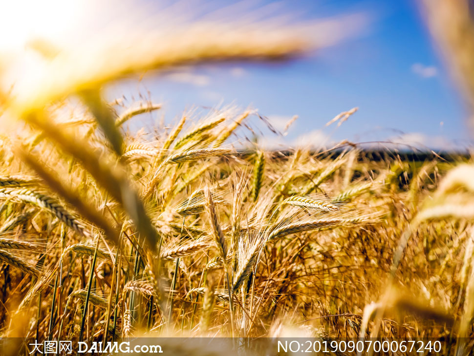 阳光下美丽的成熟麦穗摄影图片