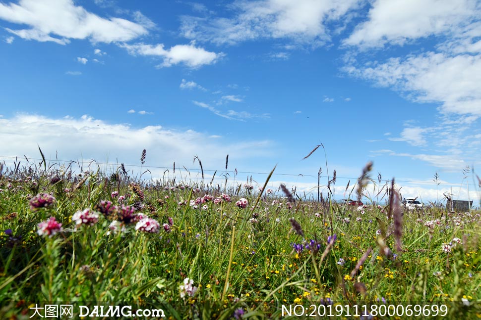 蓝天白云下的花草美景摄影图片